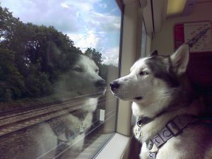 cane-in-treno