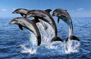 delfini maldive