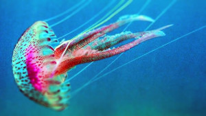 medusa (1)
