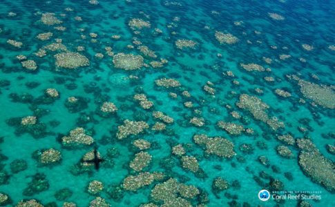 Coralli in Australia Townsville e Cairns