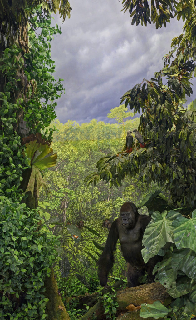 Diorama Gorilla nel Museo di Storia Naturale