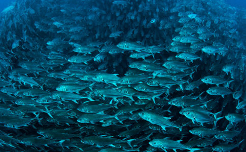 Sfondo marino, banner Ocean Conference © Edwar Herreño