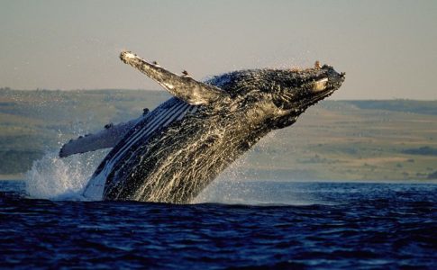 Tra le balene avvistate nel Western Cape