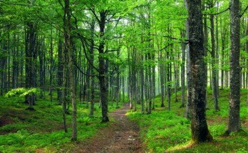 Foresta in cui praticare il forest bathing