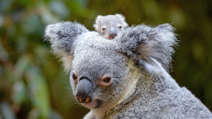 Macadamia e sua mamma all’Australia Zoo