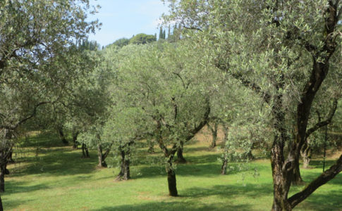Olivi nella Camminata tra gli Olivi