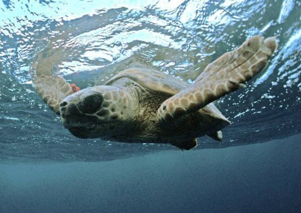 Tracce di tartarughe marine sulla spiaggia del Cilento