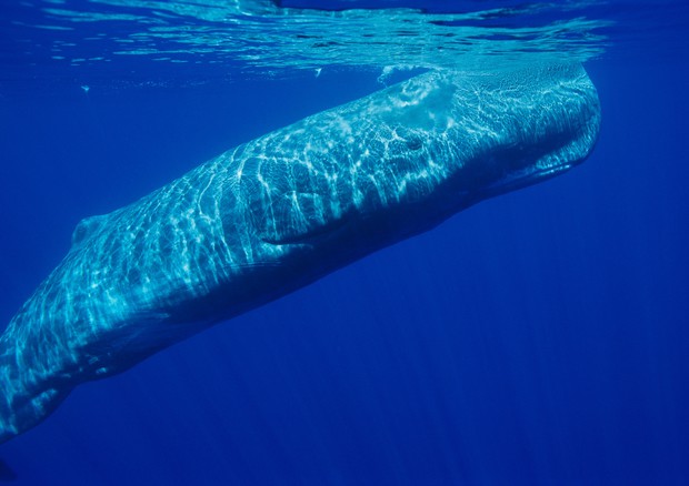 Nuova legge salva-balene