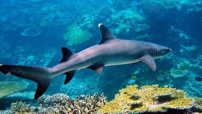 Uno degli squali sulla barriera corallina