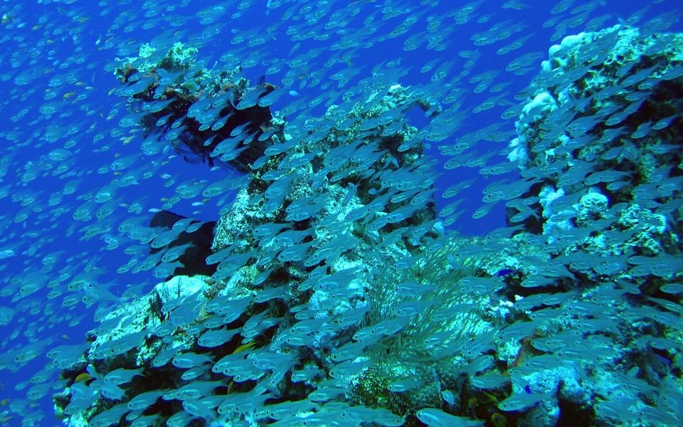 Barriera corallina del Giappone, la metÃ  Ã¨ completamente sbiancata