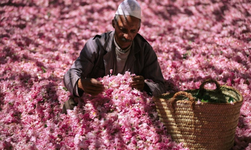 Uno spettacolo rosa: cosa vedere in Oman in primavera