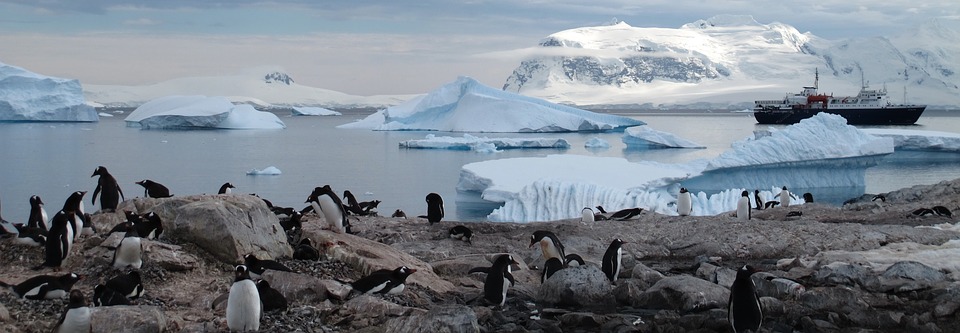 Scoperti in Antartide mega-colonie di oltre un milione e mezzo di pinguini