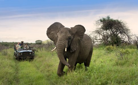 Safari con bambini in Sudafrica