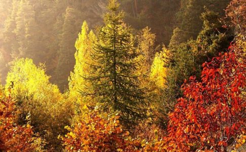 autunno-alberi-valle-d'aosta