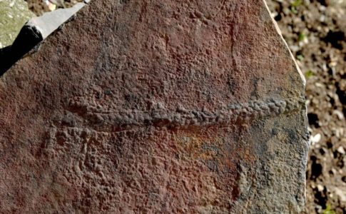 verme-fossile-virginia
