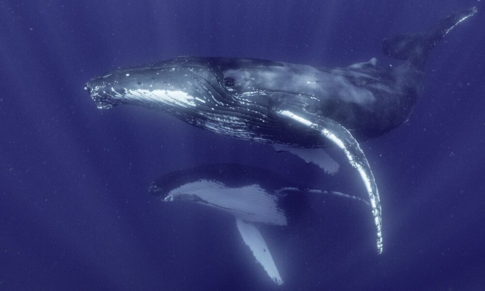 Disney+ e National Geographic: I segreti delle balene, fotogramma di due balene sott'acqua (via Disney).