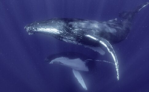 Disney+ e National Geographic: I segreti delle balene, fotogramma di due balene sott'acqua (via Disney).