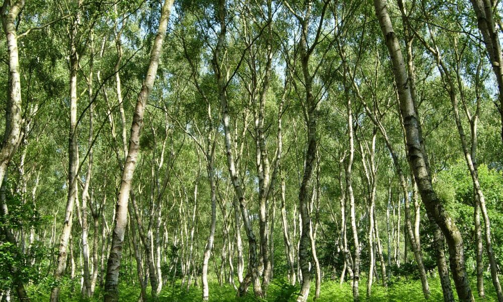 Foresta inglese di Sherwood