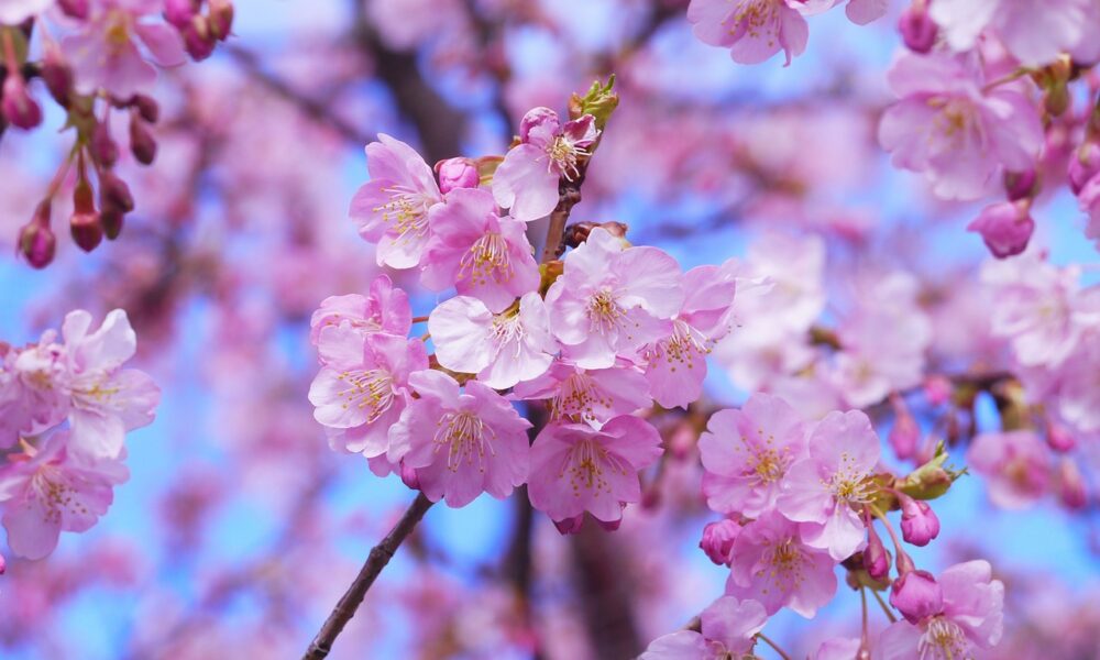 Primavera in Giappone, ciliegi in fiore