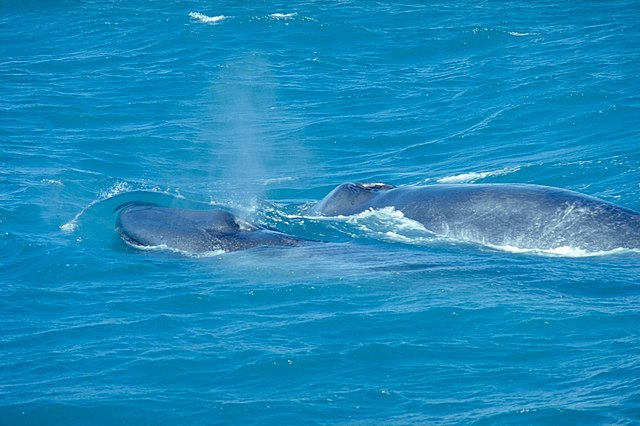 Islanda, escursioni in cerca delle balene. Via Wikimedia Commons.