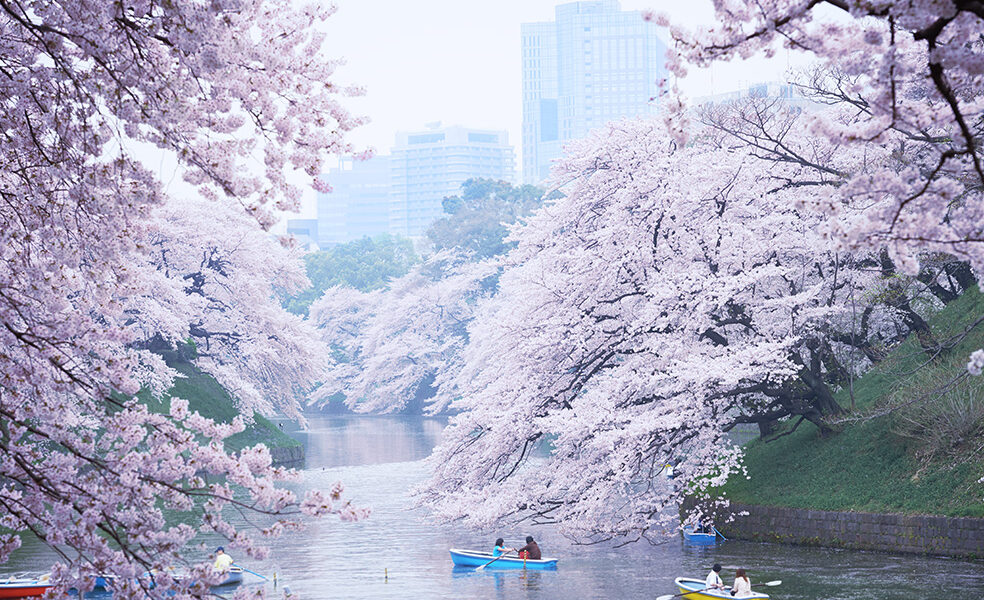 Hanami a Tokyo, primavera con ciliegi in fiore. Via GoTokyo.