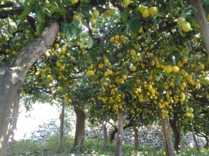 Sentiero dei limoni Fonte: InCampania