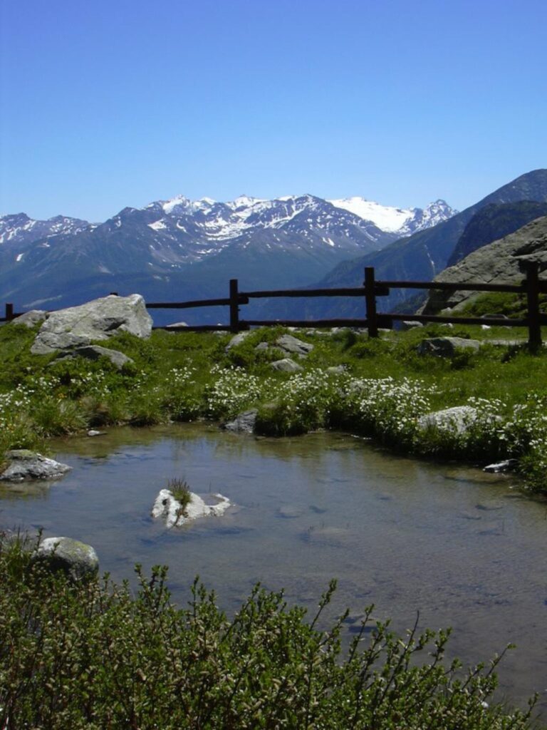 Giardini botanici alpini. Fonte Love Val D'Aosta. Paradisia