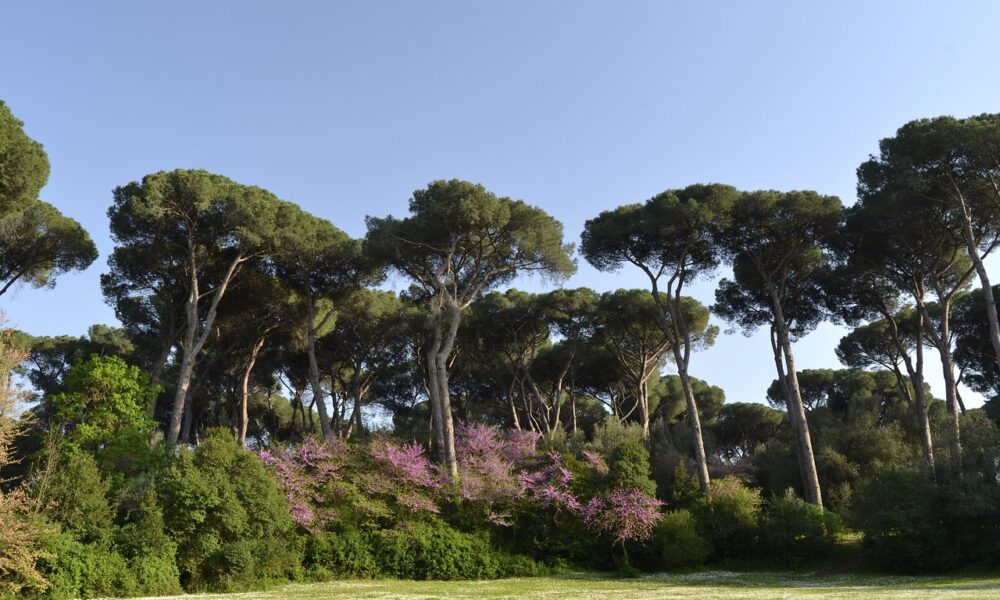 Parco Roma, Villa Ada Savoia