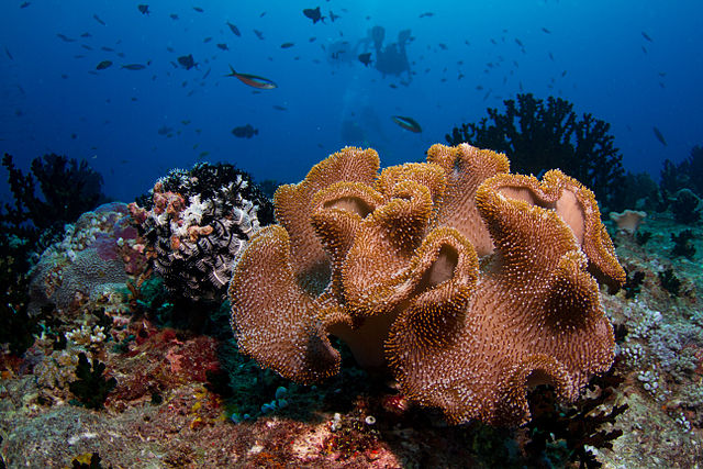 maldive barriera corallina via wikimedia commons