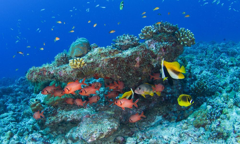 diving via seychelles travel