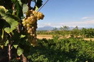 Brescia Strada del vino Fonte: Visit Brescia