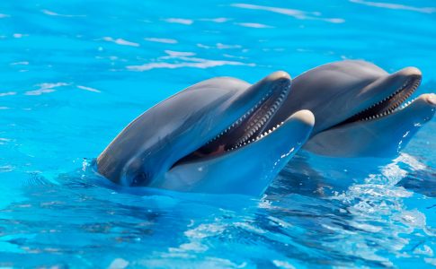 Zoomarine delfini Ph:Pexels Fonte: Pixabay