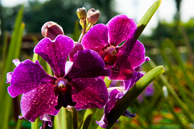 orchidea via malaysia travel
