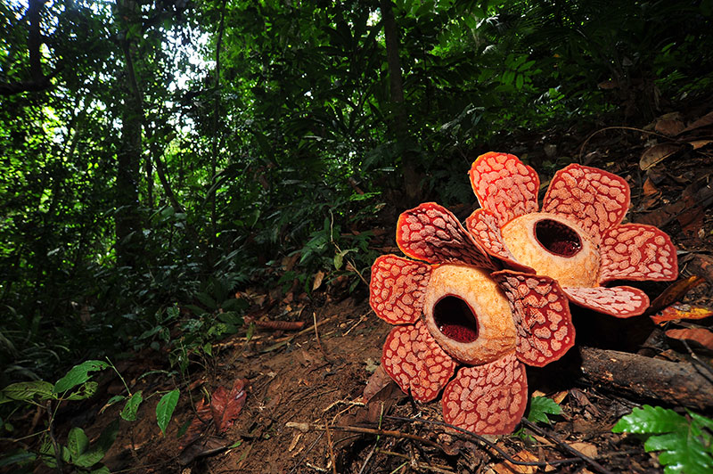Rafflesia della Malesia. Via Malaysia Travel.