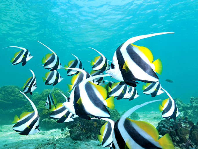 La fauna marina della barriera corallina. Via Malaysia Travel.