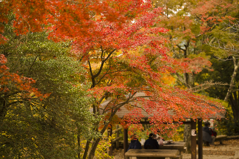 autunno tokyo via gotokyo